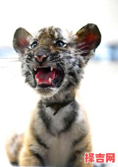 怒目相视什么生肖 怒目相视是哪种动物-第1张图片