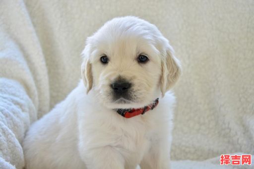 梦到白色的狗 梦到白色的狗狗是何预兆-第1张图片 梦到白色的狗 梦到白色的狗狗是何预兆-第1张图片