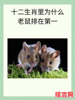 道短说长是何生肖答案-第1张图片