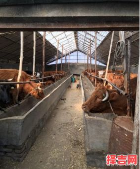 2025年搭建牛棚吉日 2025年建造牛棚的良辰吉日-第1张图片 2025年搭建牛棚吉日 2025年建造牛棚的良辰吉日-第1张图片