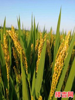 风吹稻花香满村指什么生肖-第1张图片