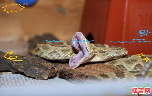 破瓦寒窑是哪些生肖-第1张图片 破瓦寒窑是哪些生肖-第1张图片