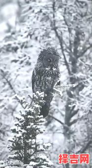 1. 梦见猫头鹰啄松鼠,梦见猫头鹰啄我的手
2. 梦到猫头鹰攻击松鼠,梦到猫头鹰攻击我手
3. 梦见猫头鹰捕食松鼠,梦见猫头鹰咬伤我手
4. 梦到猫头鹰叼松鼠,梦到猫头鹰叼住我的手
5. 梦见猫头鹰啃噬松鼠,梦见猫头鹰啃噬我的手