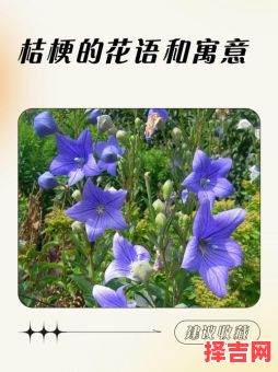 桔梗花的寓意-第1张图片