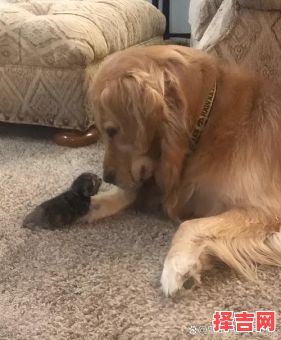 喵星人与汪星人喵星人汪星人还有哪些星人-第1张图片