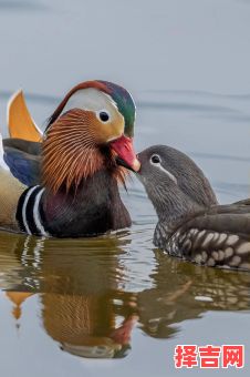野鸳鸯打一动物-第1张图片
