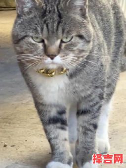 玩物丧志指的是什么动物-第1张图片