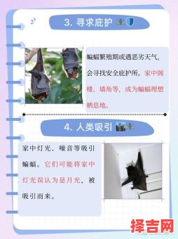 蝙蝠飞入家中好吗 家中进蝙蝠的真正征兆-第1张图片