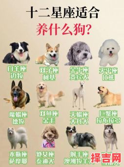 十二星座代表的宠物狗是什么十二星座适合的幸运宠物犬-第1张图片