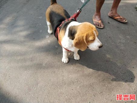 东倒西歪指什么动物 东倒西歪打一正确动物-第1张图片