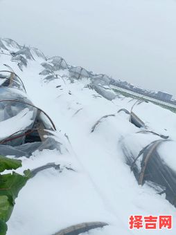 积雪压塌大棚致8万只鸡被埋-第1张图片