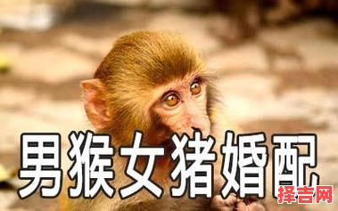 属猴男与属猪女婚姻如何 属猴为何需避开属猪-第1张图片 属猴男与属猪女婚姻如何 属猴为何需避开属猪-第1张图片