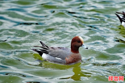 脸红颈赤是何动物-第1张图片