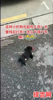 梦里将狗打死了-第1张图片