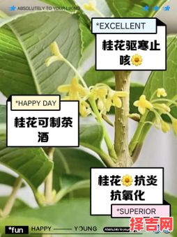 桂花树的用途-第1张图片