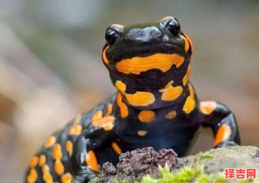 坐享其成是什么动物 坐享其成打一个生肖动物-第1张图片