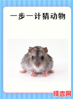 眼高手低解一生肖-第1张图片