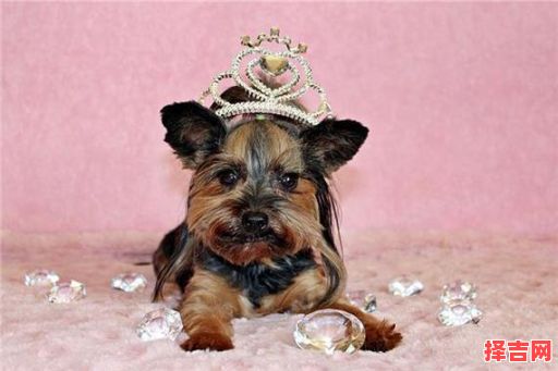 梦见一群小狗-第1张图片