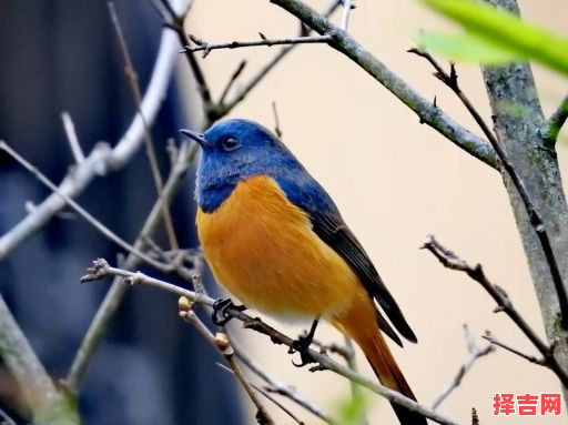 风华正茂的动物是什么-第1张图片 风华正茂的动物是什么-第1张图片