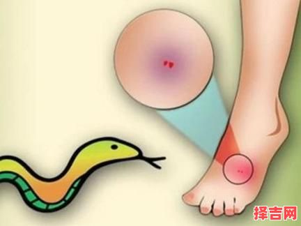 已婚男性梦见蛇咬脚部，女性做梦梦见蛇咬自身-第1张图片