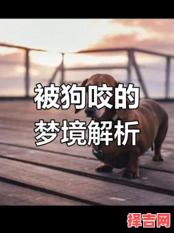 属狗本命年被狗咬什么预兆-第1张图片