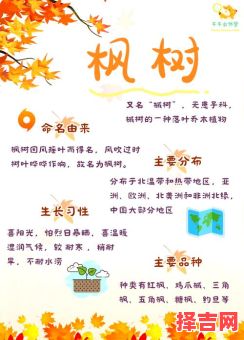 红树林得名原因解析 海南红树林得名原因解析-第1张图片