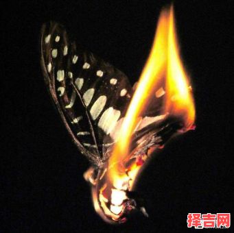 飞蛾扑火打一生肖-第1张图片
