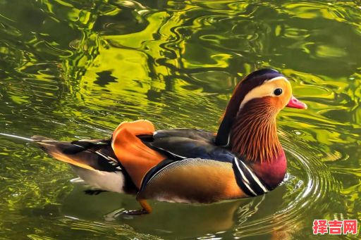 鸳鸯戏水代表什么生肖 鸳鸯戏水代表什么动物-第1张图片