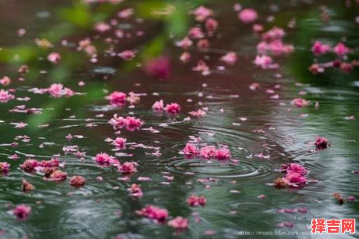 家园凋零雨落花猜一生肖-第1张图片