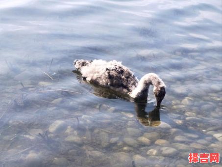 信口开河猜一动物-第1张图片