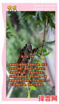 寒蝉凄切代表什么生肖-第1张图片