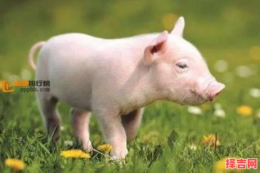 三大生肖易患大病-第1张图片