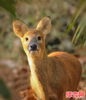 獐头鼠目猜一生肖 獐头鼠目猜一动物-第1张图片