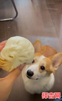 肉包打狗正确是生肖-第1张图片