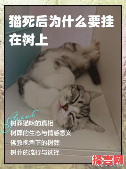 女人梦见猫死亡又复活有何寓意-第1张图片
