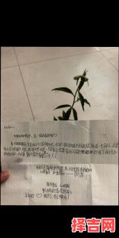 致母亲节的信-第1张图片