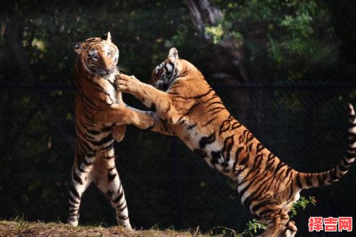 势不可当打一动物-第1张图片 势不可当打一动物-第1张图片