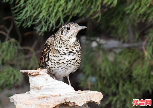 锦绣河山指什么动物-第1张图片 锦绣河山指什么动物-第1张图片