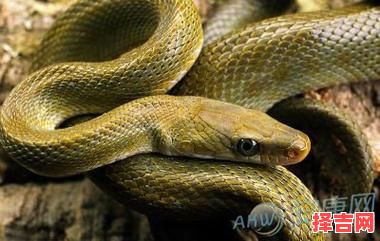 梦见蛇被杀死-第1张图片