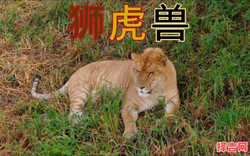 属虎狮子座的前世是什么属虎狮子男很吓人-第1张图片 属虎狮子座的前世是什么属虎狮子男很吓人-第1张图片