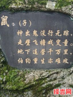 万木林中苦最多是指什么生肖-第1张图片 万木林中苦最多是指什么生肖-第1张图片