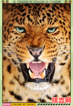 常常东张西望的动物 常常东张西望的动物有哪些-第1张图片