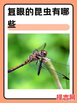 什么是复眼-第1张图片 什么是复眼-第1张图片