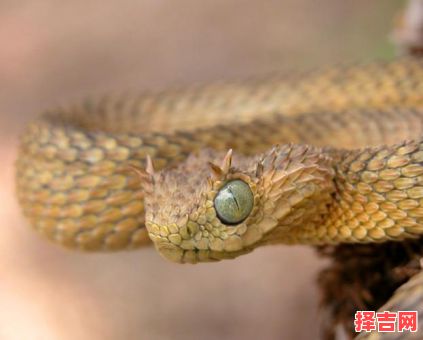 林密遇兽射一属-第1张图片 林密遇兽射一属-第1张图片