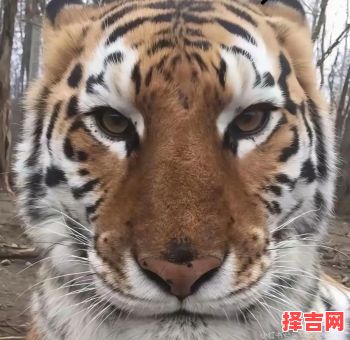 欲钱买最胆小的动物-第1张图片 欲钱买最胆小的动物-第1张图片