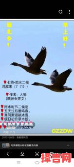 雁过拔毛指什么生肖-第1张图片