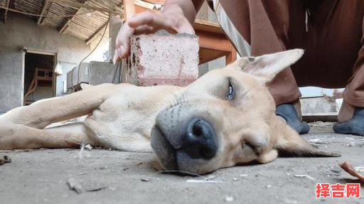 梦见狗狗去世了-第1张图片 梦见狗狗去世了-第1张图片