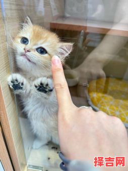 女人梦到猫有何寓意 已婚女性梦到猫的七个征兆-第1张图片