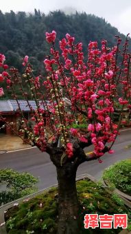 春色红梅香万树指什么生肖-第1张图片 春色红梅香万树指什么生肖-第1张图片