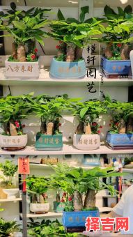 店铺摆什么植物招财 财位放什么最旺财-第1张图片